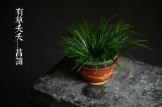 紫砂壶图片:精工佳作 段泥粉朱泥浆 花草四雅之菖蒲花盆 - 美壶网