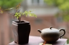 紫砂壶图片:精灵清雅 全手文气茄瓜 知秋装饰 - 美壶网