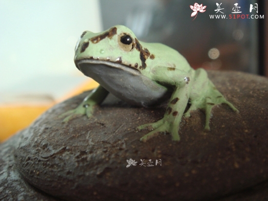 紫砂壶图片：树蛙供春盖子 - 美壶网