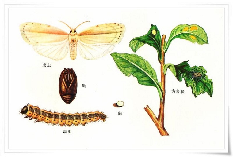 家中常见飞蛾品种图鉴图片