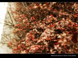 紫砂壶图片：诗人的秋天 - 美壶网