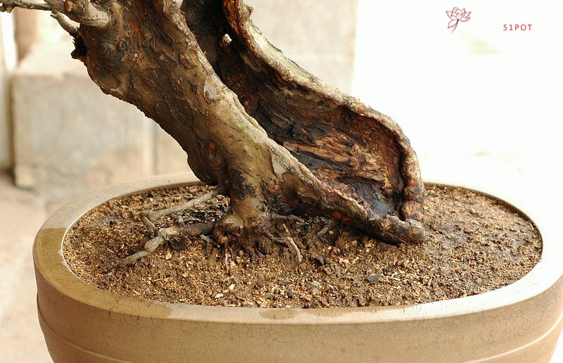 紫砂壶图片：兰香，枯木，好壶欣赏（周定华老师作品大小均孤品） - 美壶网