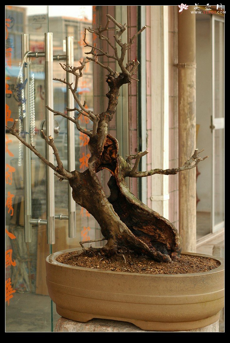 紫砂壶图片：兰香，枯木，好壶欣赏（周定华老师作品大小均孤品） - 美壶网