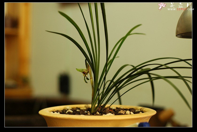 紫砂壶图片：兰香，枯木，好壶欣赏（周定华老师作品大小均孤品） - 美壶网