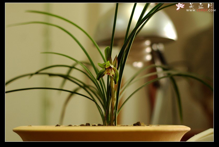 紫砂壶图片：兰香，枯木，好壶欣赏（周定华老师作品大小均孤品） - 美壶网