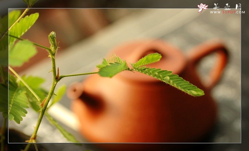 紫砂壶图片：早起的阳光 - 美壶网