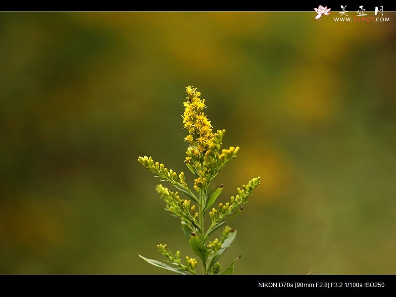 紫砂壶图片：踏秋寻花 - 美壶网