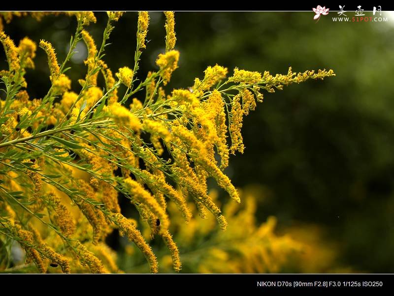 紫砂壶图片：踏秋寻花 - 美壶网