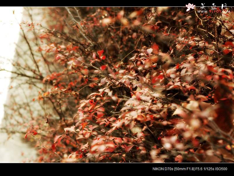 紫砂壶图片：诗人的秋天 - 美壶网