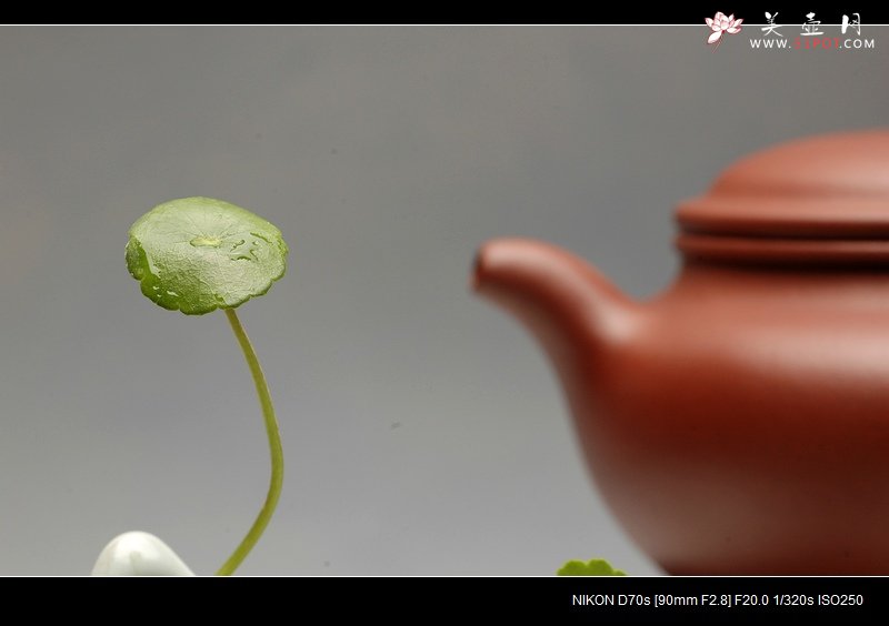 紫砂壶图片：诗人的秋天 - 美壶网