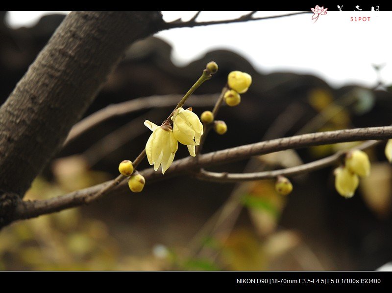 紫砂壶图片：觅  - 美壶网
