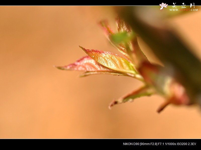紫砂壶图片：风和日丽的季节，流行晒壶~ - 美壶网