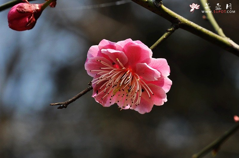 紫砂壶图片：风和日丽的季节，流行晒壶~ - 美壶网