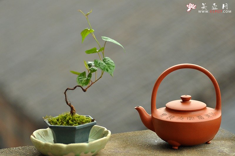 紫砂壶图片：试茶留客夜听泉心忘方入妙~ - 美壶网