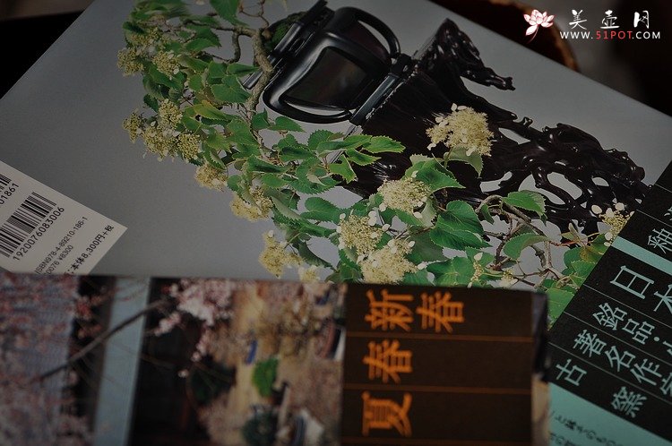 紫砂壶图片：小林国雄之盆栽艺术天地双飞~~ - 美壶网