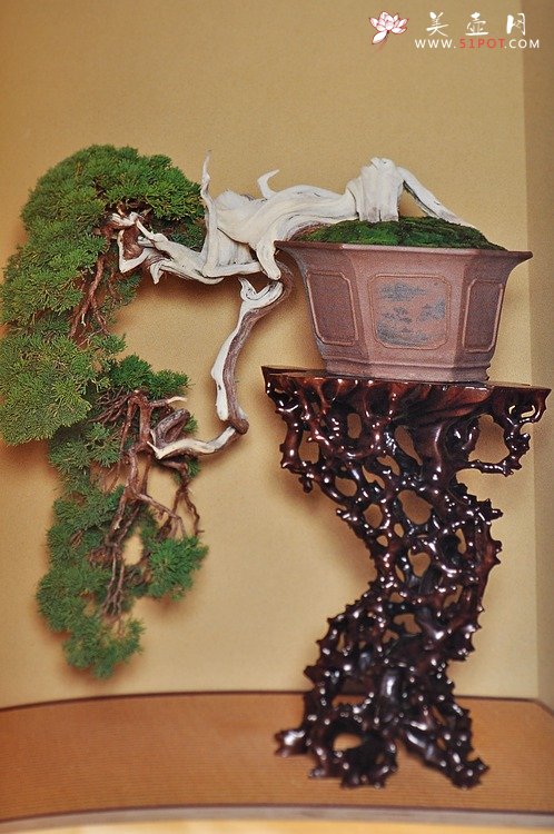 紫砂壶图片：小林国雄之盆栽艺术天地双飞~~ - 美壶网