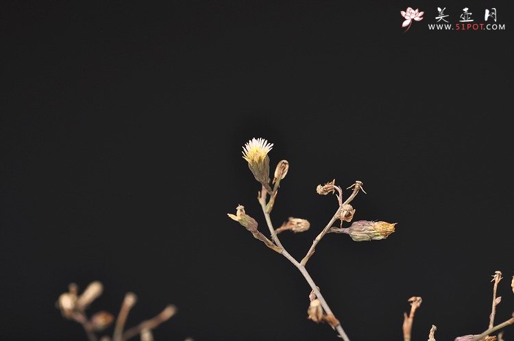 紫砂壶图片：冬味~ - 美壶网