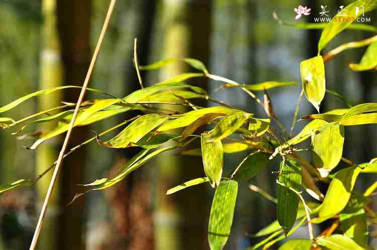 紫砂壶图片：宜兴龙池山  - 美壶网