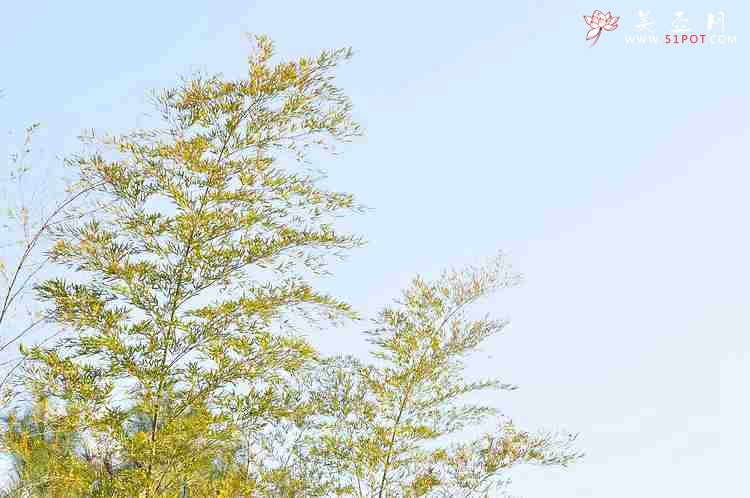 紫砂壶图片：宜兴龙池山  - 美壶网