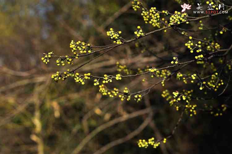 紫砂壶图片：宜兴龙池山  - 美壶网