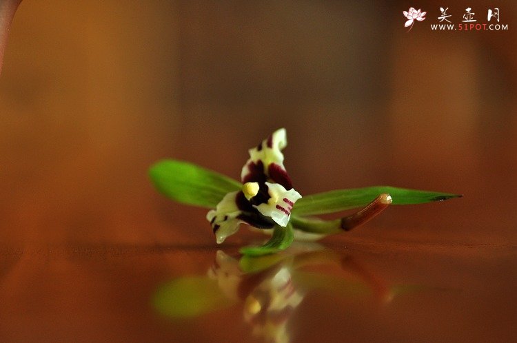 紫砂壶图片：春季随拍~ - 美壶网