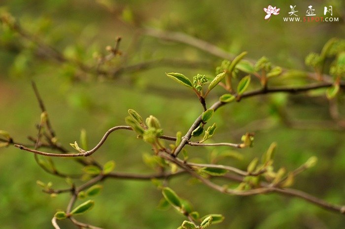 紫砂壶图片：正值一年春游时~ - 美壶网