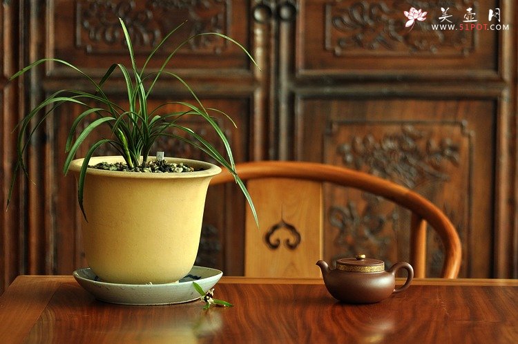 紫砂壶图片：春季随拍~ - 美壶网