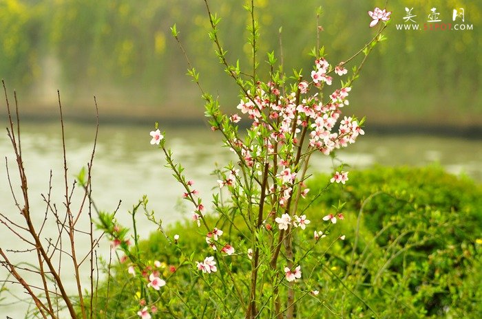 紫砂壶图片：正值一年春游时~ - 美壶网