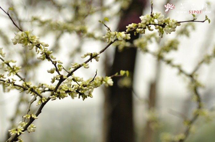 紫砂壶图片：正值一年春游时~ - 美壶网