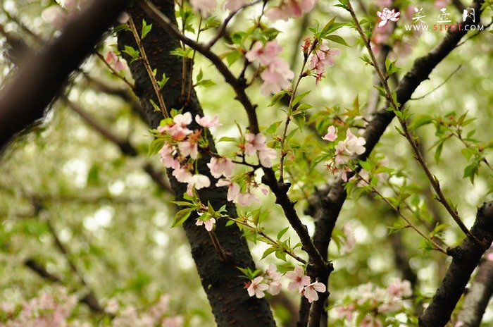 紫砂壶图片：正值一年春游时~ - 美壶网