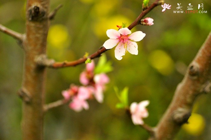紫砂壶图片：正值一年春游时~ - 美壶网