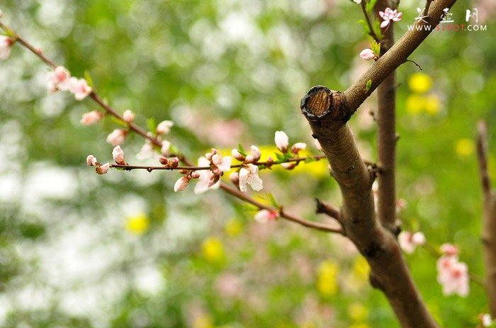 紫砂壶图片：正值一年春游时~ - 美壶网