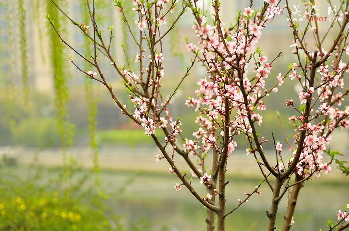 紫砂壶图片：正值一年春游时~ - 美壶网
