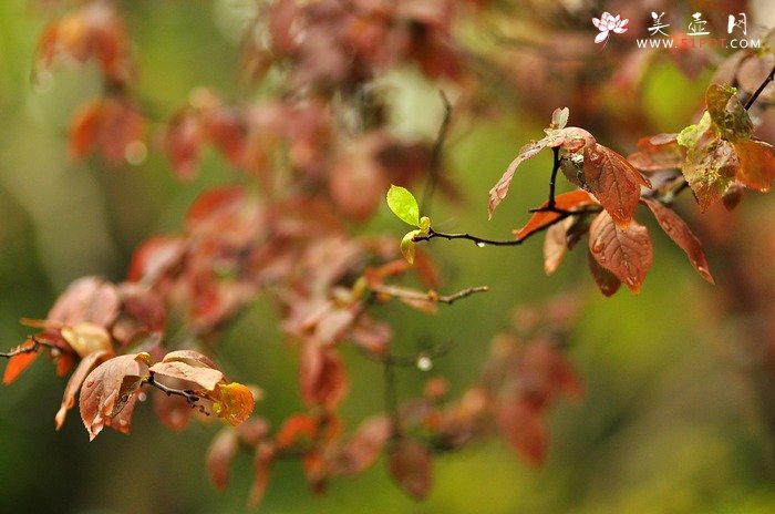 紫砂壶图片：正值一年春游时~ - 美壶网