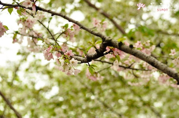 紫砂壶图片：正值一年春游时~ - 美壶网