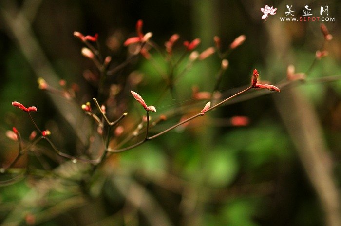 紫砂壶图片：正值一年春游时~ - 美壶网
