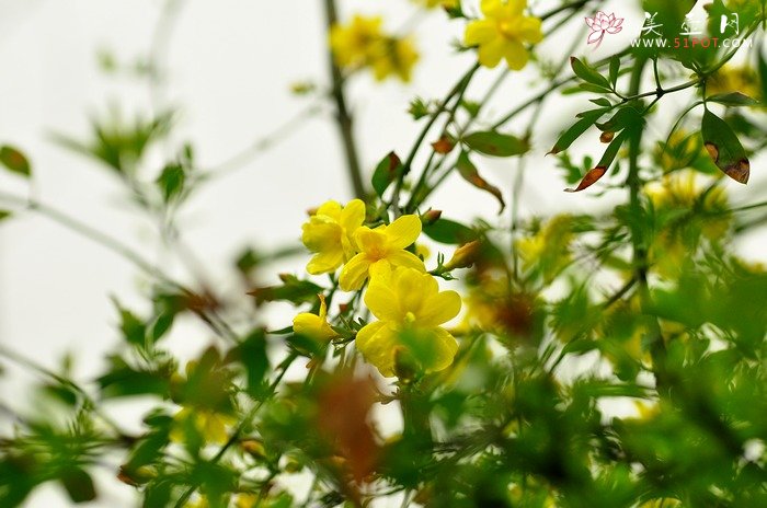 紫砂壶图片：正值一年春游时~ - 美壶网