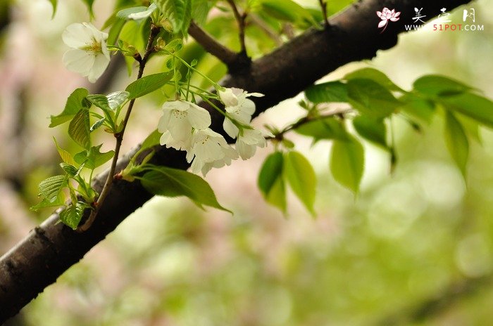 紫砂壶图片：正值一年春游时~ - 美壶网