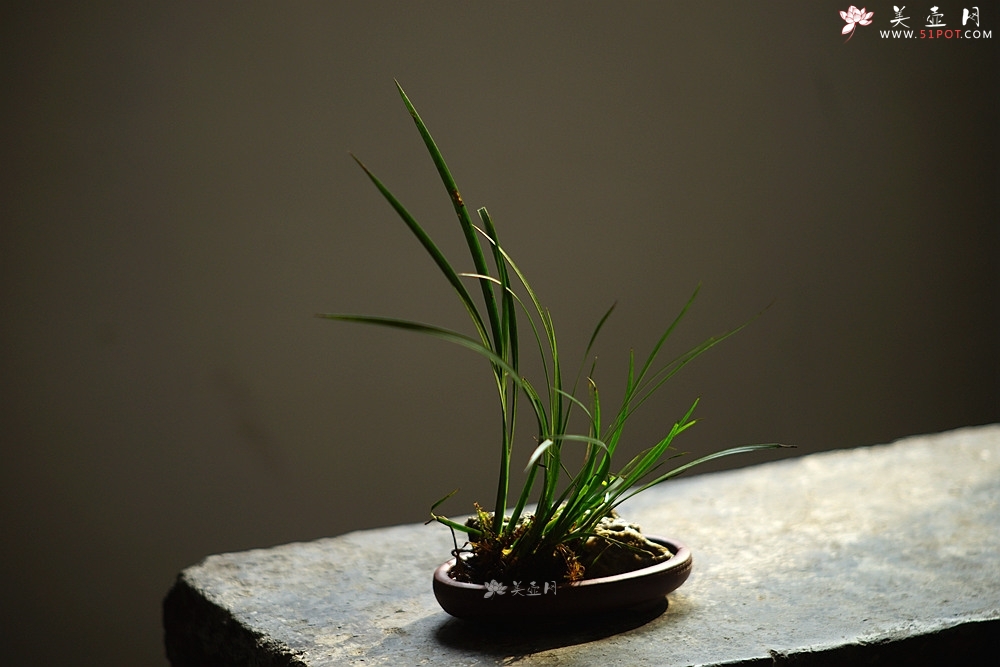 紫砂壶图片：张秋平 菖蒲腰圆小盆 微型盆 全手制作 14*8.5*2.5cm - 美壶网