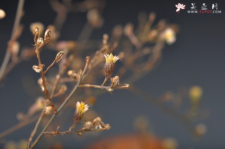 紫砂壶图片：文雅之器 散氏盘铭文 花樽一对 精心力作 - 美壶网