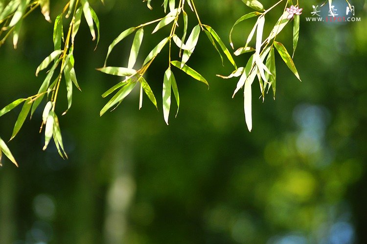 紫砂壶图片：竹节笔筒 张听刚装饰 文雅秀气 居不可无竹~ - 美壶网