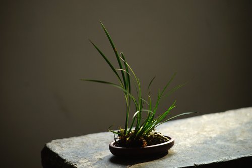 张秋平紫砂壶 张秋平 菖蒲腰圆小盆 微型盆 全手制作 14*8.5*2.5cm 原矿紫泥