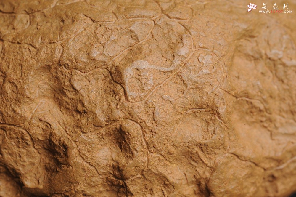 紫砂壶图片：美壶特惠 进步明显优质黄金段全手工供春壶 异型盖 难度大 肌理丰富 - 美壶网