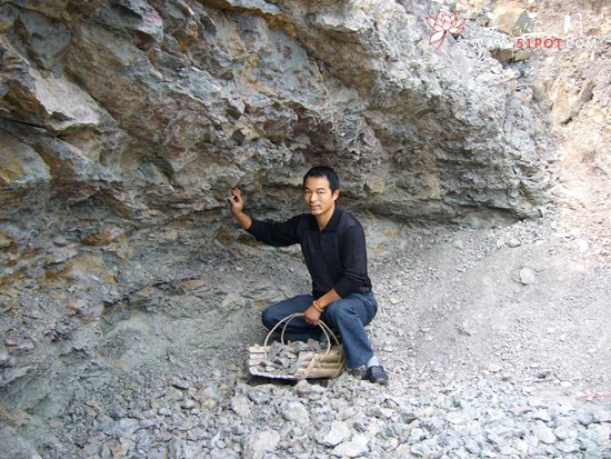 紫砂壶图片：黄龙山 - 美壶网