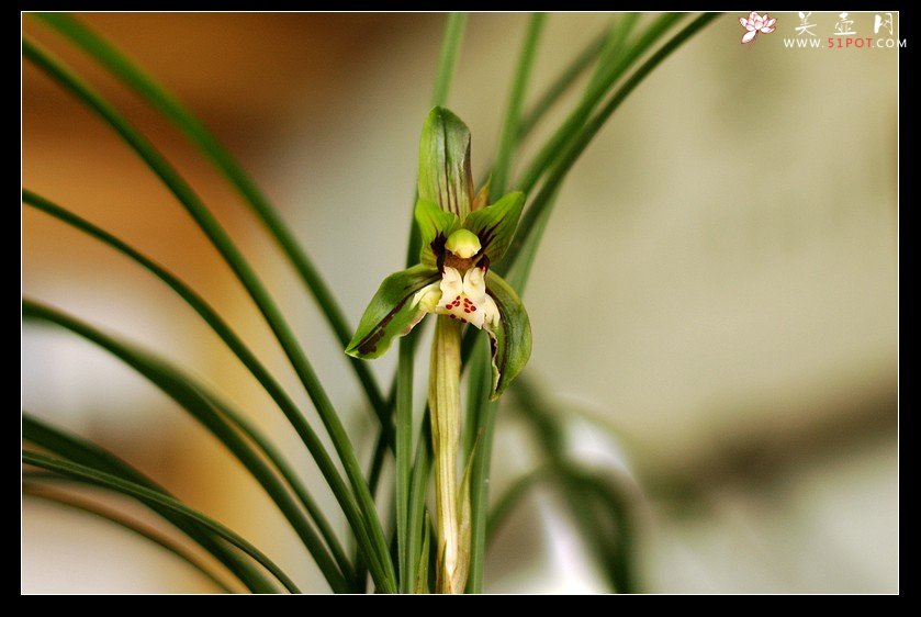 紫砂壶图片：草堂春睡 - 美壶网